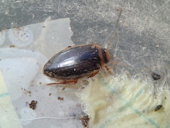 Coptotomus longulus