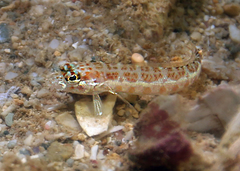 Parapercis xanthozona