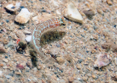 Parapercis xanthozona