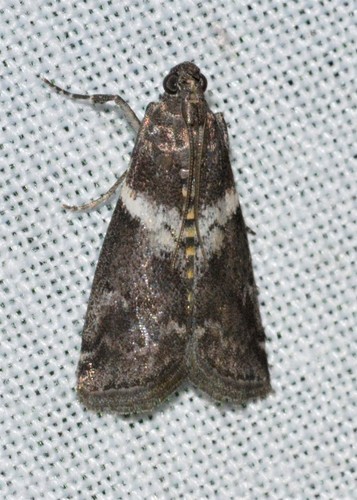 Salebriaria fasciata photo 3