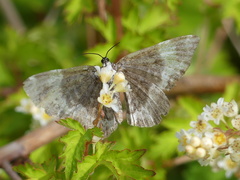 Perizoma alchemillata