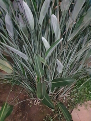 Strelitzia reginae