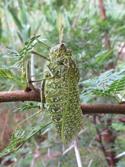 Physemacris variolosa