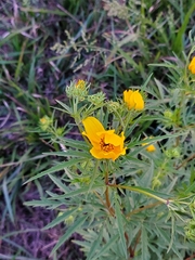 Cosmos sulphureus