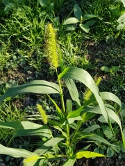 Setaria viridis major