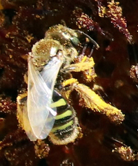 Cockerellia