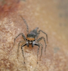 Maeota dichrura