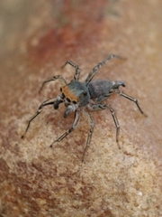 Maeota dichrura
