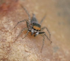 Maeota dichrura