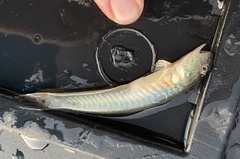 Gobionellus oceanicus