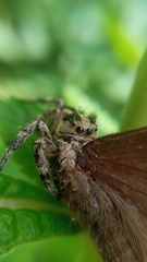 Phiale guttata