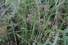 Cyperus diandrus