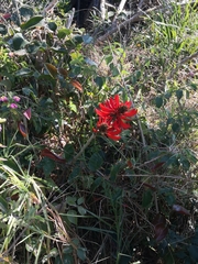 Erythrina ×sykesii