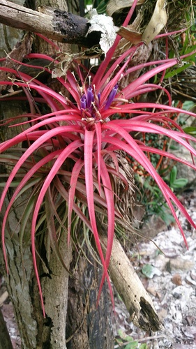 Tillandsia brachycaulos