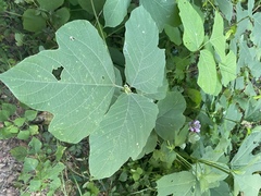 Pueraria montana lobata