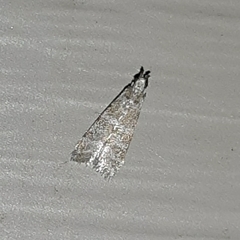 Ephestia columbiella