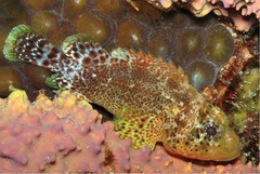 Reef Scorpionfish photo 1