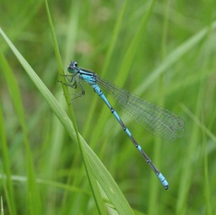 Coenagrion lanceolatum