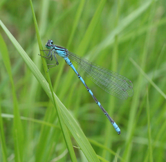 Coenagrion lanceolatum