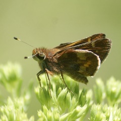 Lon melane vitellina