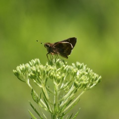 Lon melane vitellina