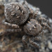 Ranier's Patterned Jumping Spider - Photo (c) Thomas Barbin, some rights reserved (CC BY-NC), uploaded by Thomas Barbin