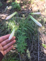 Lilium washingtonianum