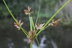 Cyperus diandrus