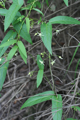 Vincetoxicum volubile