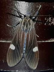 Aclytia