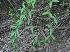 Vincetoxicum volubile