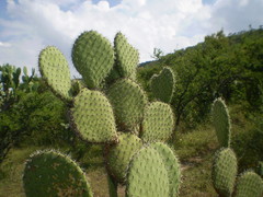 Opuntia streptacantha