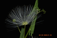 Zapoteca portoricensis