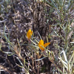 Anarthrophyllum elegans