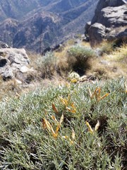 Anarthrophyllum elegans