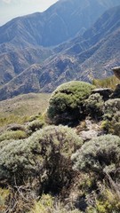 Anarthrophyllum elegans