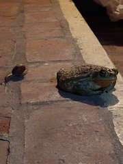Rhinella arenarum