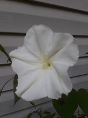 Ipomoea alba