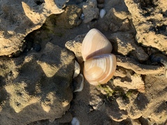 Mactrinae