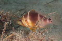 Florida Barred Hamlet photo 4