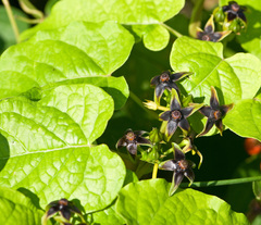 Gonolobus suberosus suberosus