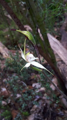 Caladenia rigida