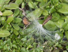 Gonolobus suberosus suberosus