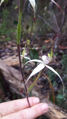 Caladenia rigida