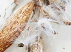 Gonolobus suberosus suberosus