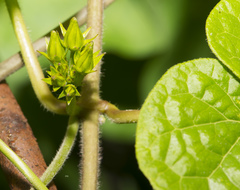 Gonolobus suberosus suberosus