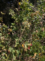 Hibiscus diversifolius diversifolius