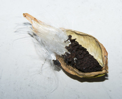 Gonolobus suberosus suberosus