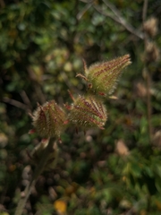 Hibiscus diversifolius diversifolius