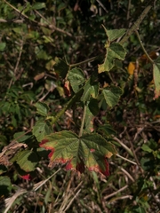 Hibiscus diversifolius diversifolius